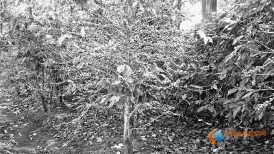 　　哥斯達黎加一個咖啡種植園內(nèi)種植的可以抗葉銹病的咖啡品種。圖片由巴西農(nóng)業(yè)研究所提供 