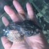 四腮鱸魚批發(fā)，四腮鱸魚價(jià)格